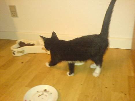 Blanding af racer tulle - ej se lige mad til min lille mave....... hmmmm  billede 6