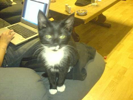 Blanding af racer tulle - er  jeg ikke sød  billede 8