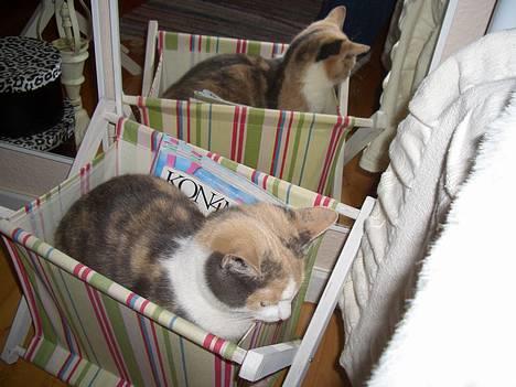 Blanding af racer † Madonna - DØD †   - Hun finder mig ALDRIG her <33 billede 14