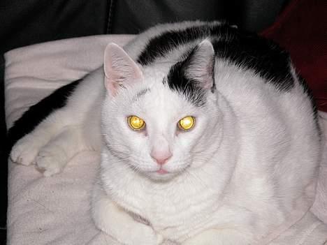 Blanding af racer Leia - Leia: Skal vi lege stirreleg? billede 1