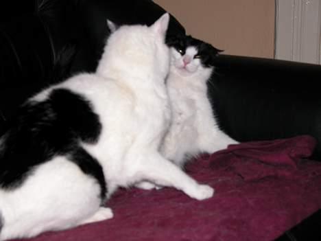 Blanding af racer Leia - Leia 12 år (forrest) klar til at give Zip smæk billede 2