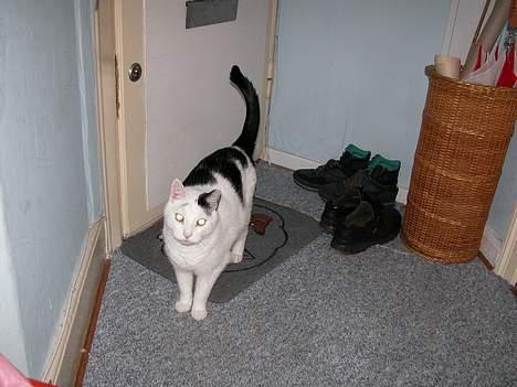 Blanding af racer Leia - Leia venter på posten, det var hendes personlige mission i livet at holde postbudets reflekser i topform billede 3