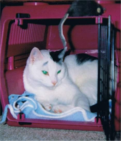 Blanding af racer Leia - Missen klar til udflugt (bare det ikke er til en dyrlæge) billede 5