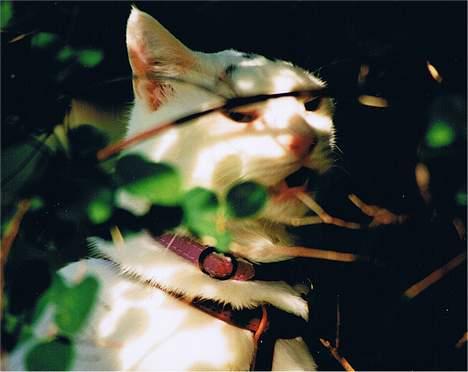 Blanding af racer Leia - Mis på skovtur (i snor) billede 8