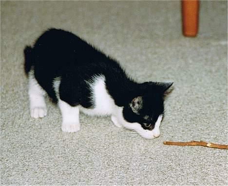 Blanding af racer Zip - Zip 10 uger gammel billede 5