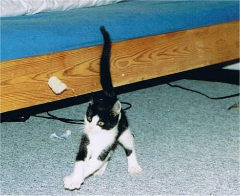 Blanding af racer Zip - en lille Zip.. ca 12 uger billede 6