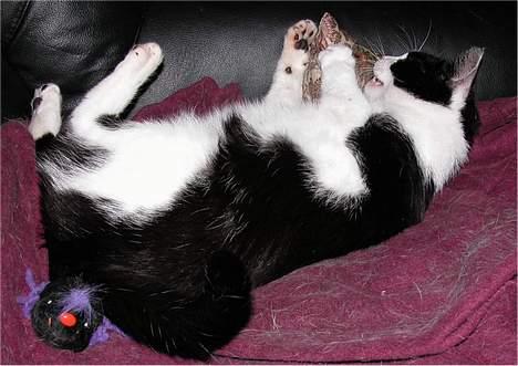 Blanding af racer Zip - 9 år og stadig legesyg billede 8