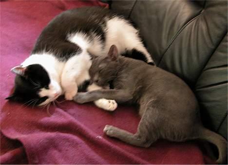 Blanding af racer Zip - Zip 9 år og hans nye bedste ven Sean 5 mdr billede 9