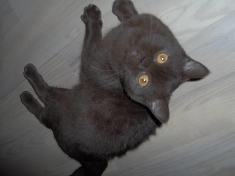 British Shorthair Syriam's Tammie billede 4
