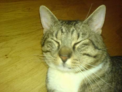 Blanding af racer laban billede 1