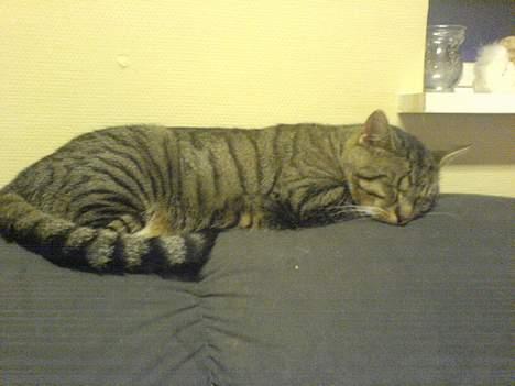 Blanding af racer laban billede 2