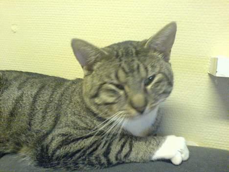 Blanding af racer laban billede 3