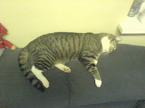 Blanding af racer laban billede 4