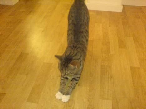 Blanding af racer laban billede 5