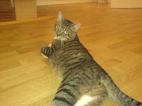 Blanding af racer laban billede 6