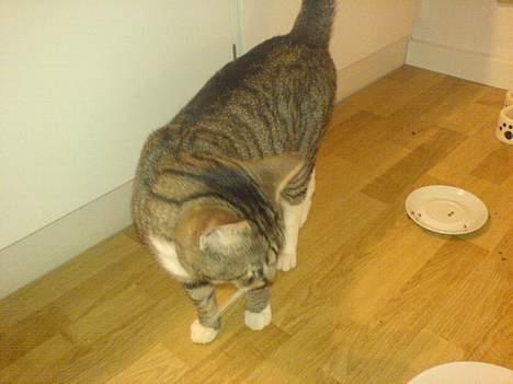 Blanding af racer laban billede 7