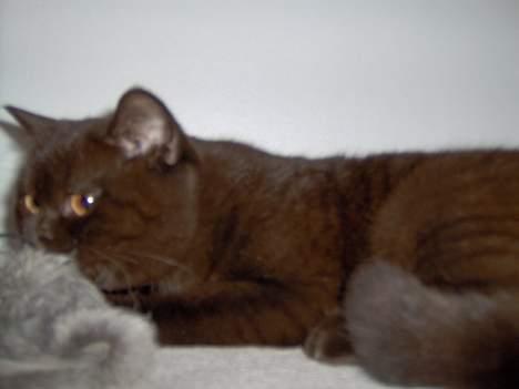 British Shorthair Syriam's Tammie - Lad mig lige låne den... måske er den lidt spændende alligevel billede 8
