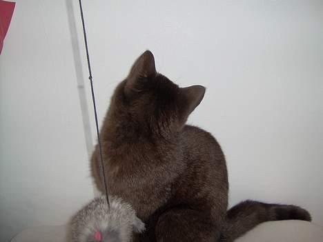 British Shorthair Syriam's Tammie - Jeg tror der er  en plet på væggen.... billede 11