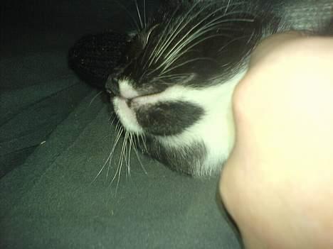 Blanding af racer tulle - der har i min sorte plet som min mor og far faldte for  billede 9