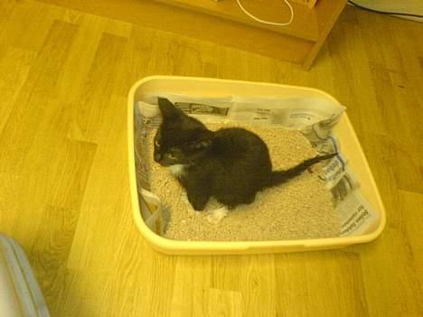 Blanding af racer tulle - se det har jeg også lært. er jeg ikke dygtig billede 10