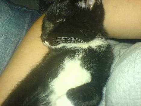 Blanding af racer tulle - ja og her er jeg så fladet lidt hen  billede 11