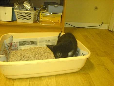 Blanding af racer tulle - ja skulle jo lige kigge hehe billede 12