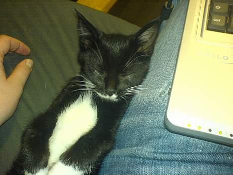 Blanding af racer tulle billede 13