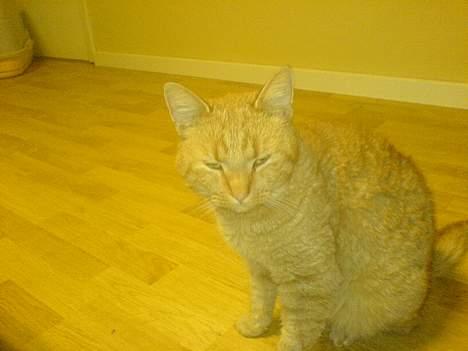 Blanding af racer barcadi billede 7