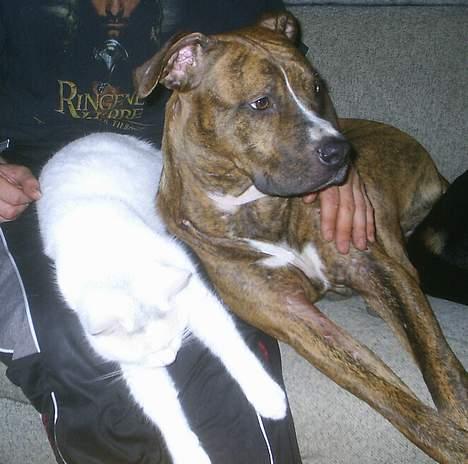 Huskat Max  - Nu sover vi sammen :-) billede 17