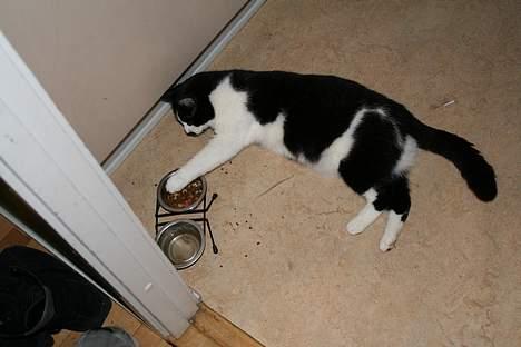 Huskat Oliver - Ligger lige ned og spiser med poten.. billede 19