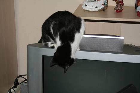 Huskat Oliver - Nøøj.. Det er spændende.. billede 20