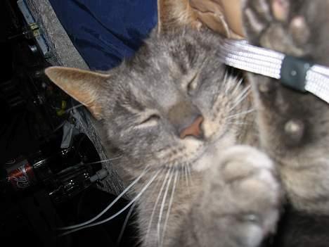 Blanding af racer Cindy - Jeg kan æde dit kamara, KAN JEG. billede 2