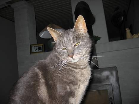 Blanding af racer Cindy - Ja jeg ved det godt, jeg er lidt af en sild. billede 3