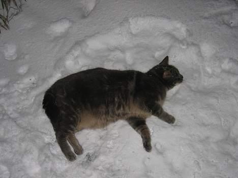 Blanding af racer Cindy - ÅHH sne er skønt. billede 4