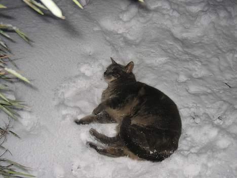 Blanding af racer Cindy - sne sne sne Åhh jubi jaaaa billede 5