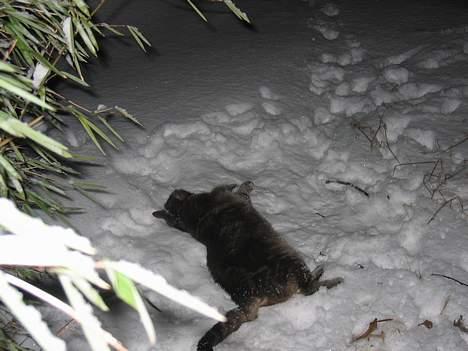 Blanding af racer Cindy - jeg bliver aldrig træt af sne, kan godt ligge her i en time. billede 6