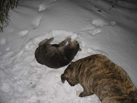 Blanding af racer Cindy - Poterne væk fra min sne fister. billede 7