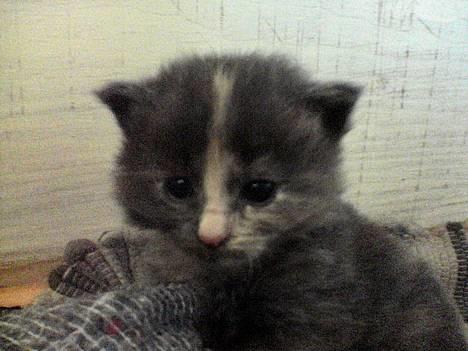 Norsk Skovkat Tikki  *Forsvundet* :o( - Tikki ca. 4 uger gammel billede 7