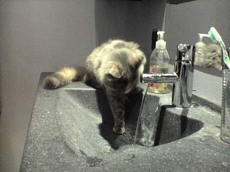 Norsk Skovkat Tikki  *Forsvundet* :o( billede 8