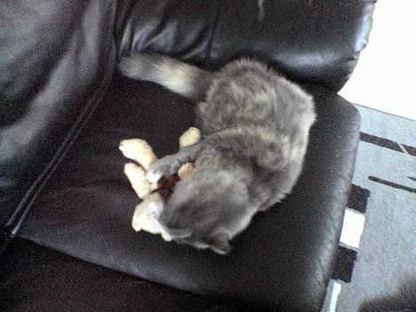 Norsk Skovkat Tikki  *Forsvundet* :o( - Tikki med sin elskede bamse. billede 9