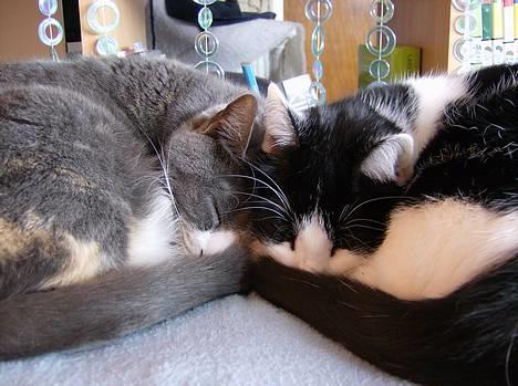 Blanding af racer Cleo - Seeeee lige hvor Cleo & Rhea hygger.. Der er lige blevet dømt eftermiddagslur her  ;D billede 10