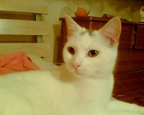 Blanding af racer Miss K - weeeee... billede 7