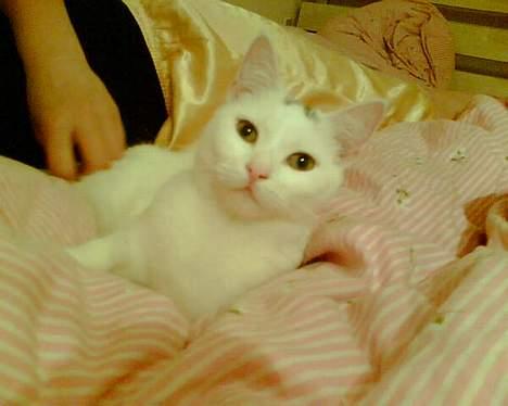 Blanding af racer Miss K - Rrrrr...(spinder)... billede 8