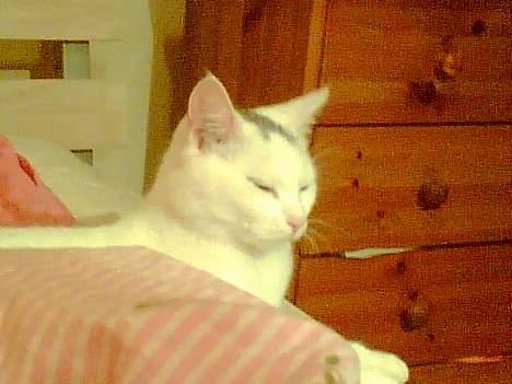 Blanding af racer Miss K - Er det en tilpas stilling, mor?? billede 9