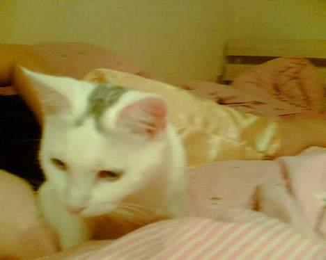 Blanding af racer Miss K - se min kongekrone..( den sorte/grå plet på mit hoved..)..! billede 10