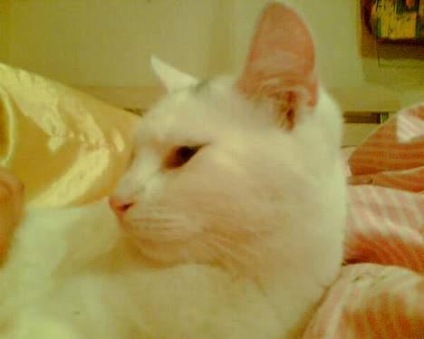 Blanding af racer Miss K - Miaauuuuuuu....aauuauu billede 11