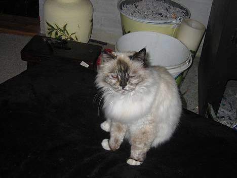 Hellig Birma DK Kiru`s Lady Jessica - Ja der er jo ingen der kan se, at jeg" kun" er 12 år. Har dog lit tør hud på lårene, men hva pokker gør det, når man er så lækker billede 1