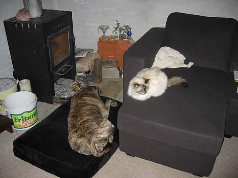 Hellig Birma DK Kiru`s Lady Jessica - Tager lige en lur med Elmo. billede 2