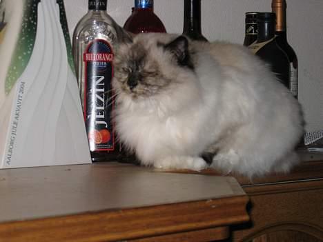 Hellig Birma DK Kiru`s Lady Jessica - Ja vodka med et tvist af snaps tak... billede 3