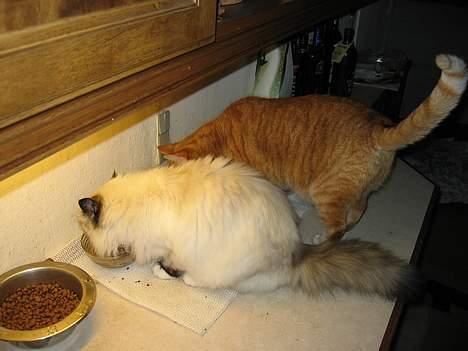 Hellig Birma DK Kiru`s Lady Jessica - Som søstre vi dele, jeg tager det hele billede 4